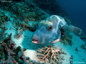 Pufferfish. Canon G10. by Bea & Stef Primatesta 